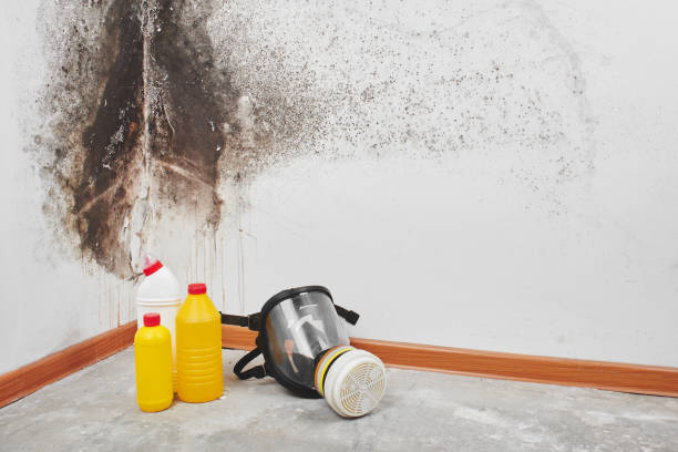 Home Mold Removal in Dallas, NC