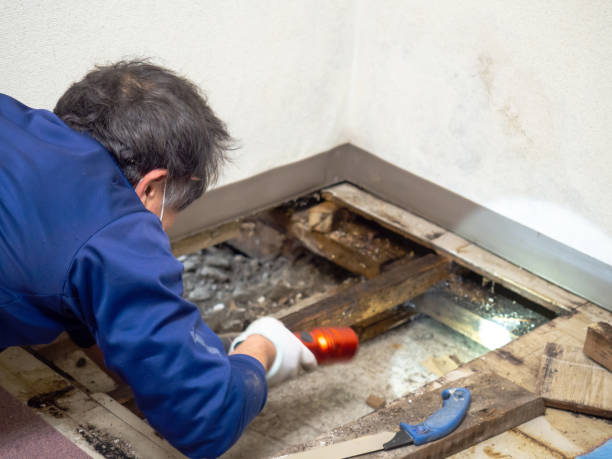 Best Attic Mold Removal  in Dallas, NC