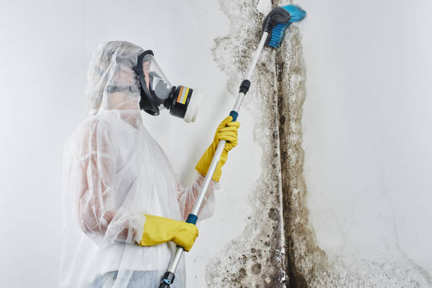 Best Mold Damage Repair  in Dallas, NC
