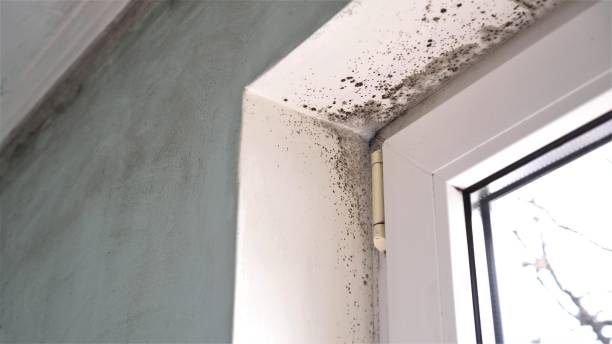 Best Attic Mold Removal  in Dallas, NC