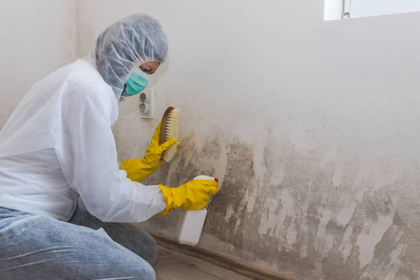 Best Certified Mold Removal  in Dallas, NC