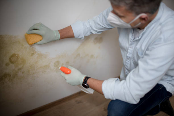 Best Affordable Mold Removal  in Dallas, NC