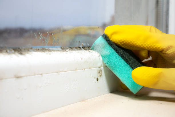 Trusted Dallas, NC Mold Removal Experts