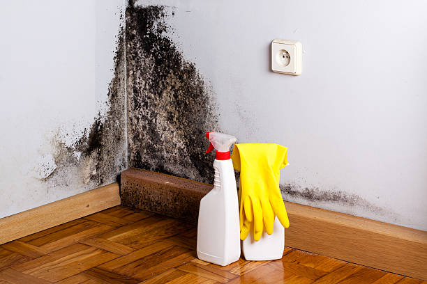 Best Mold Removal Process  in Dallas, NC