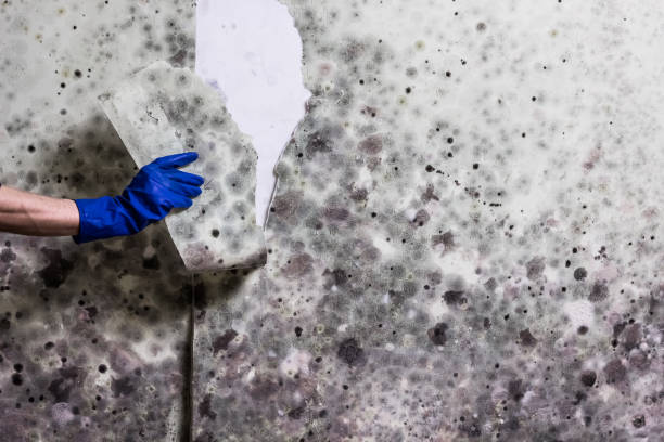 Best Black Mold Removal  in Dallas, NC