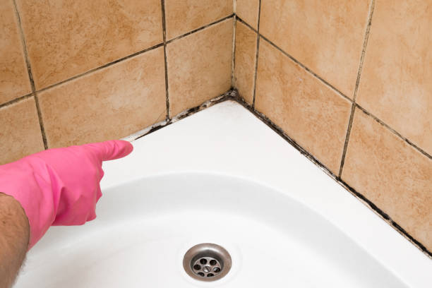 Certified Mold Removal in Dallas, NC